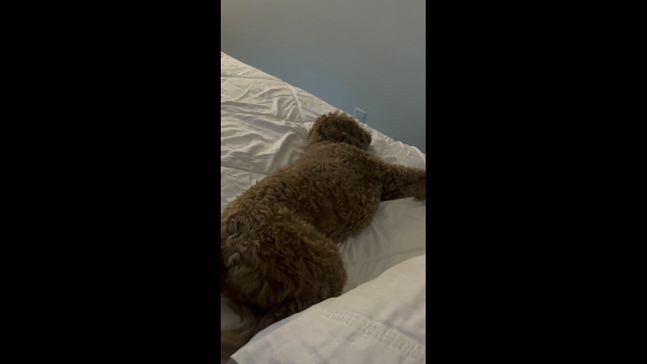 Nap Time 🐶💤