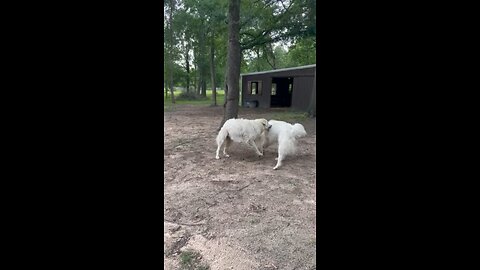 Green Bean the Great Pyrenees training his brothers and sisters to fight coyotes on our ranch.
