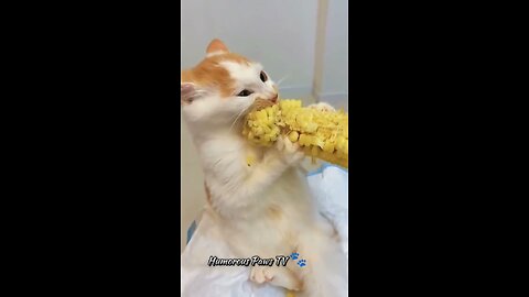 Roars of Laughter: Animal Antics! 🐈😆