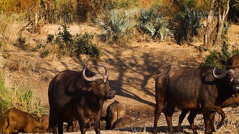 Jingle's Jungle Adventures: Surviving Animal Attacks! 🐊🐶 No 1 VIDEO On RUMBLE