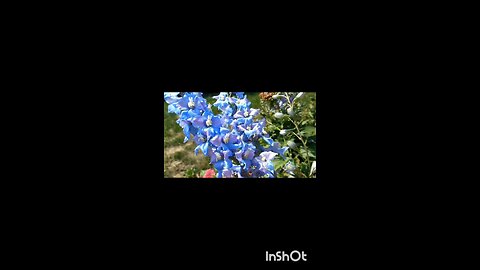 enjoy flowers 🌹🌹