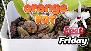 Reasons for Orange Rot in Orchids How to Identify Treat Prevent Bacterial Infections #ninjaorchids