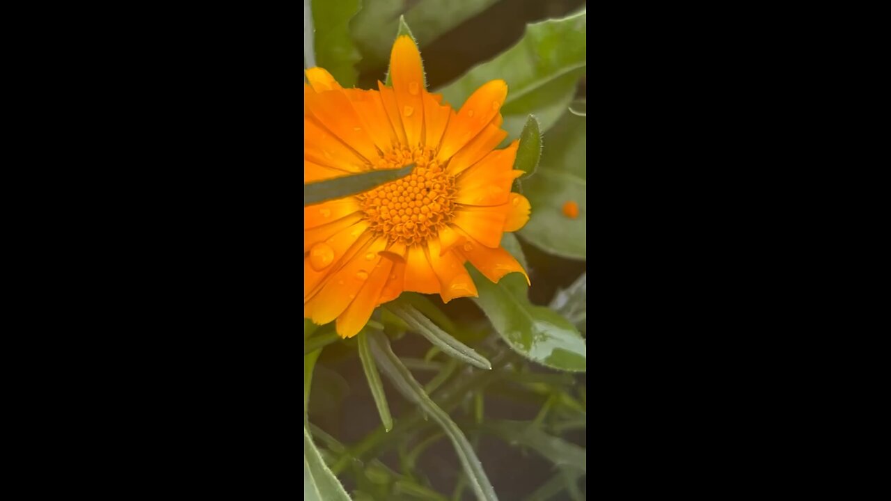 Autumn’s most beautiful colours are yellow and red