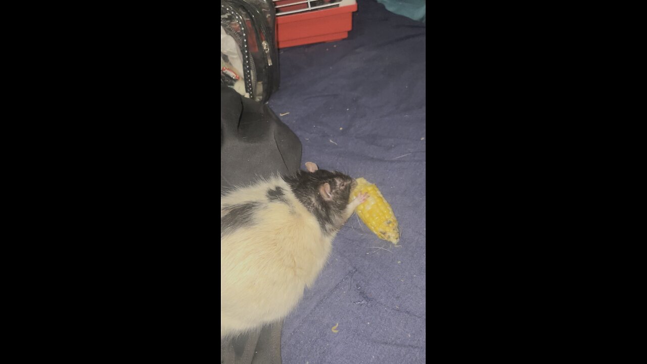 Tupy loves corn