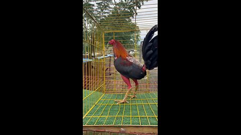 gallos