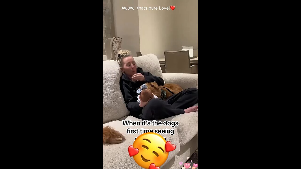 When pet dog see a Newborn for the first time