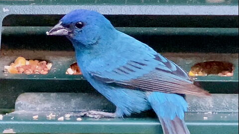 Indigo Bunting Eating Seeds