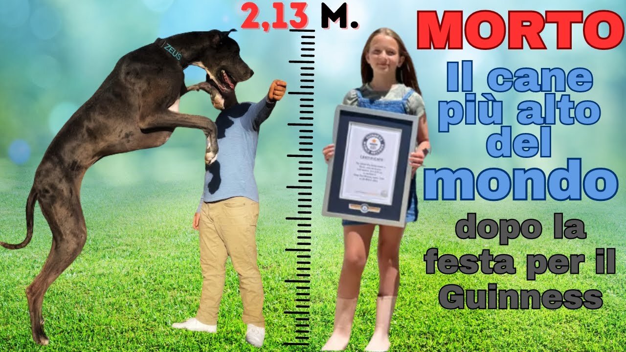 E MORTO il cane più alto del mondo subito dopo la festa per il guinness