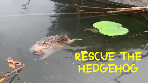People saved a hedgehog, and he stayed to live with them 🦔