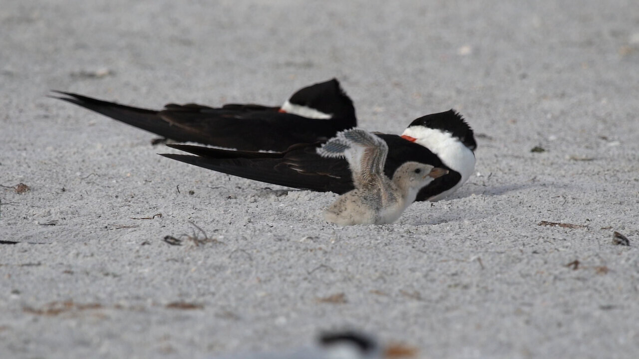 Life as a Black Skimmer Chick: Growing Up Exposed