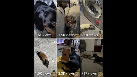 I can't believe og Nick hate pineapple dogs 😢 😔 😭 😪 😳 😫2/7/2026