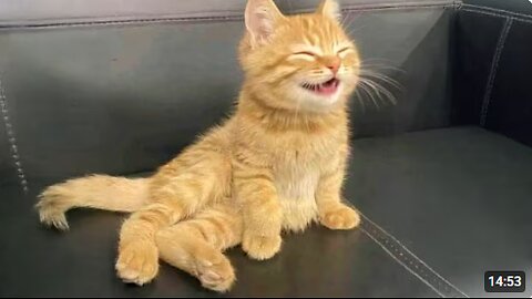 Cats Saying Meow in the Funniest Way 😹 Funny Cats Videos 2025