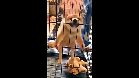 animal funny