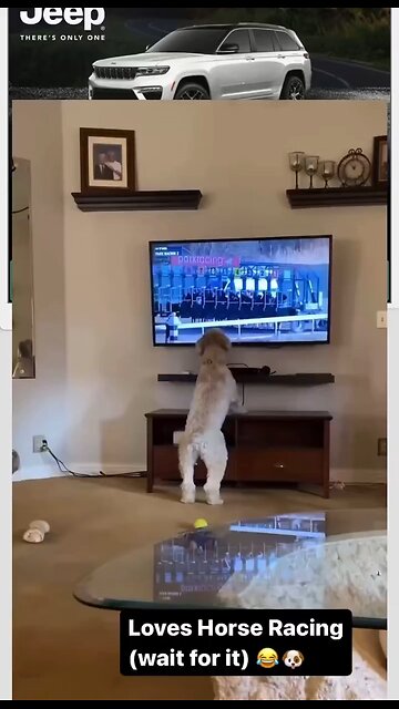 Love All Life Always #493 - He Really Loves Horse Racing...Wait For It...