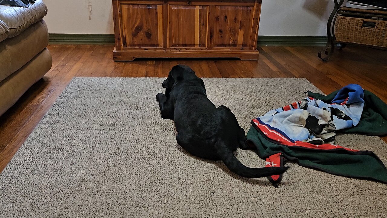 Aurora playing is the best gift