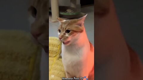 These Pets Just Can’t Stop Being Ridiculous!