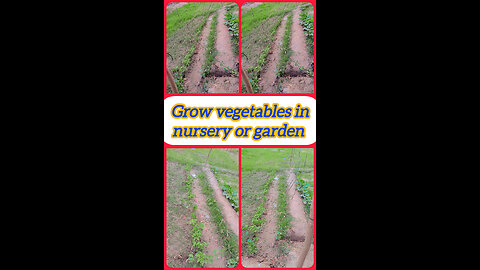 Grow vegetables in your lawn and get fresh vegetables