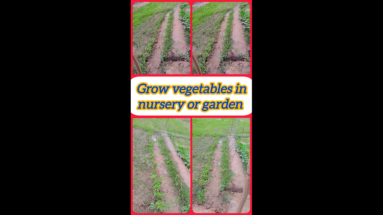 Grow vegetables in your lawn and get fresh vegetables