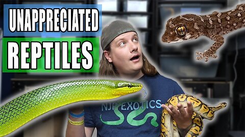 OVERLOOKED Reptiles!
