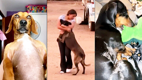 Not the Smartest Dogs Doing Stupid Things