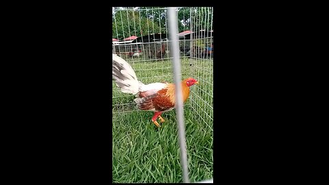 gallo