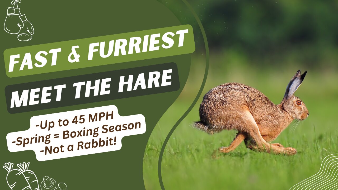 Fast and Furriest: Meet the Fast, Fierce, and Fluffy Legends of the Wild – the Hare!