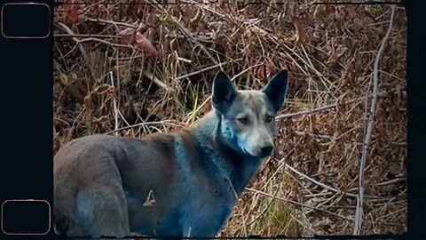 Perros azules de Chernóbyl intrigan a científicos y rescatistas