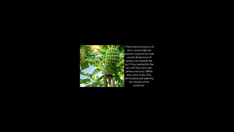 English Stories an amazing life of a banana tree
