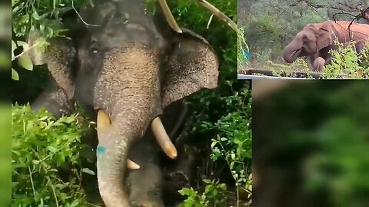 കാട്ടാനകൾക്ക് വേണ്ടി ജലസംഭരണി, കേരളം തമിഴ്നാടിനെ മാതൃകയാക്കണം _ wild elephant attack kerala