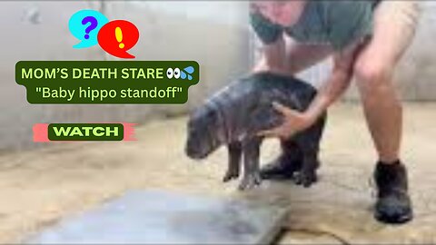🦛 Baby Hippo’s Pool Tantrum Meets MOM’S DEATH STARE 👀💦 Nu news Daily+