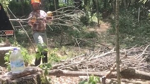 Cleaning up Gall-Infested Branches in the Forest