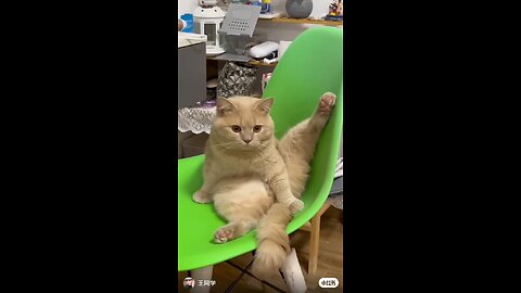 cats fun with people 😁
