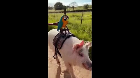 попугай катается на свинье