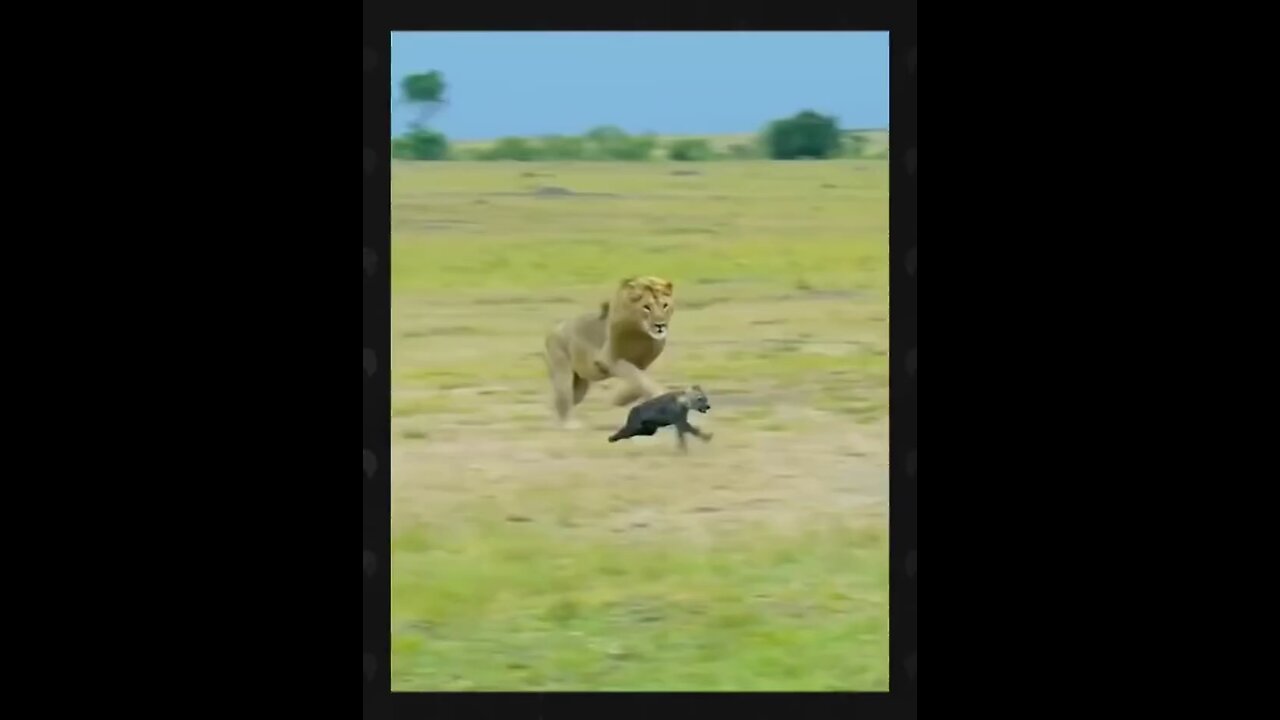 lion 🦁🦁🦁 Lunch time 😄