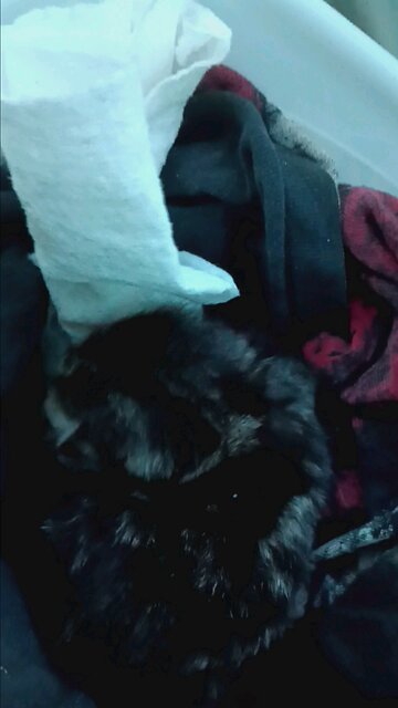 Newborn Kitten Found