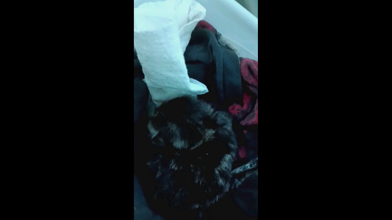 Newborn Kitten Found