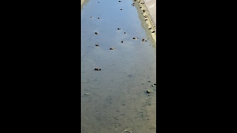 Mallard Ducks 🦆 #mallardducks #ducks #duck #Shorts #followme #trending #viral