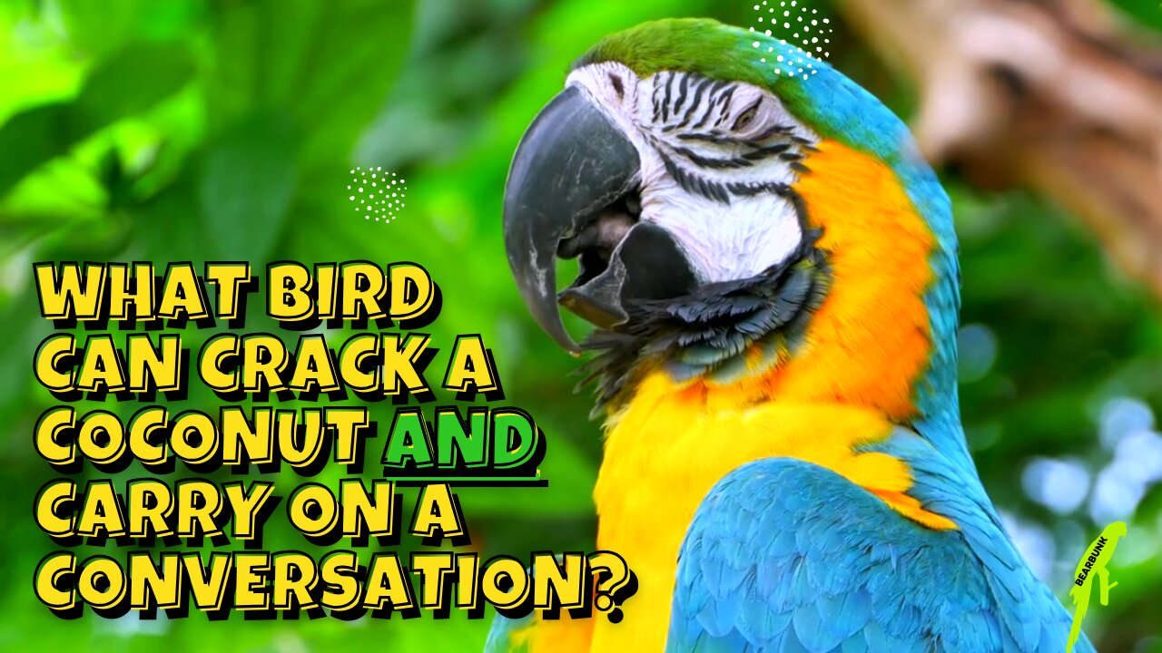 What Bird Can Crack a Coconut AND Carry on a Conversation? 🦜 #parrota #animallovers