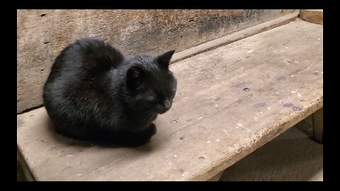 Where did the cat go