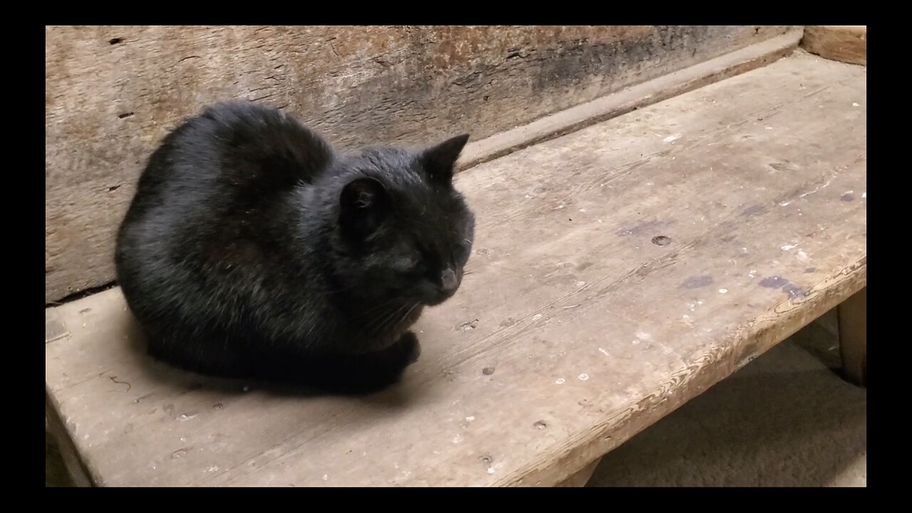 Where did the cat go