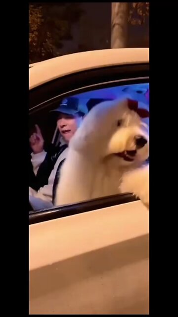 This dog is so chill 😭