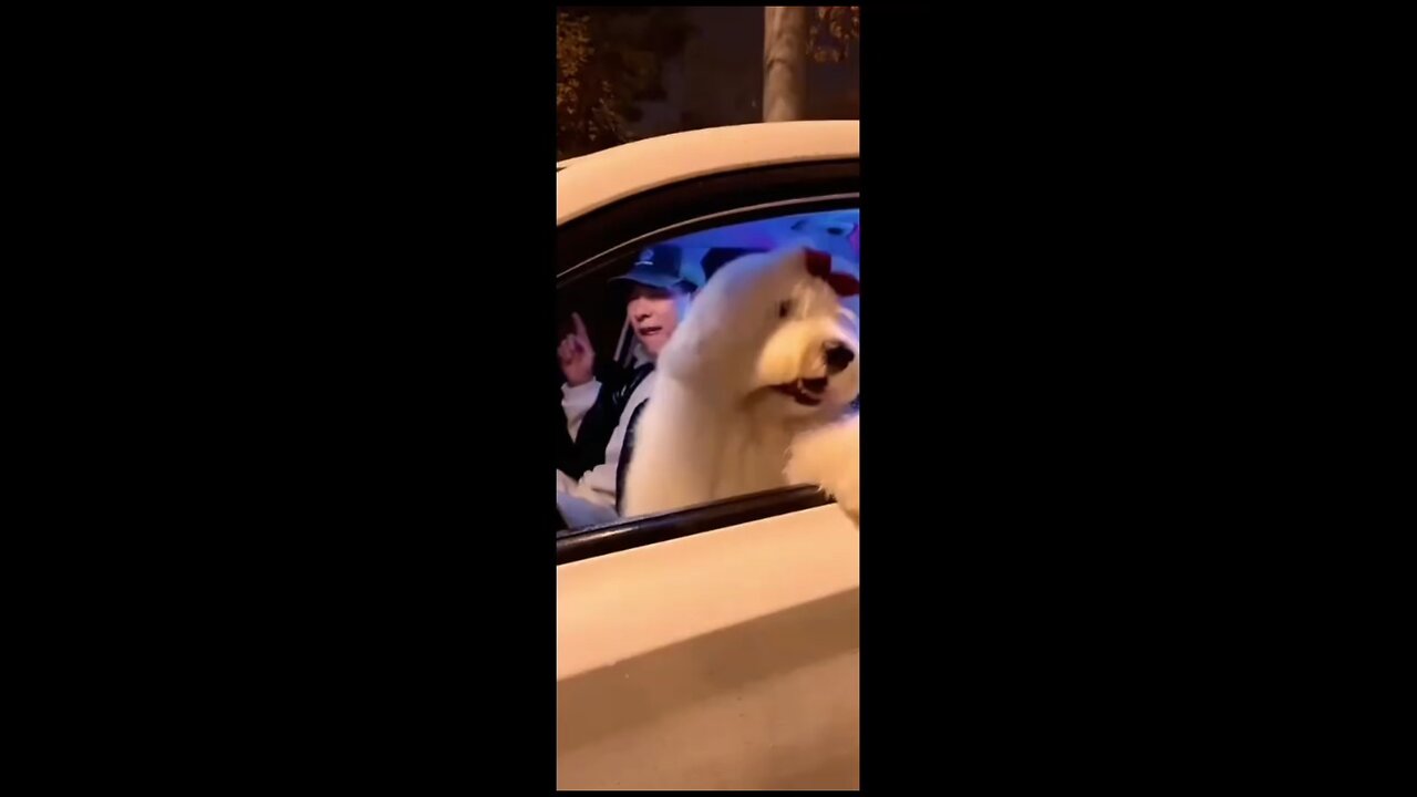 This dog is so chill ðŸ˜