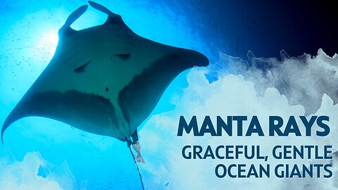 Manta Rays Graceful Gentle Ocean Giants