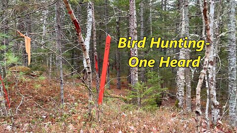 Heard A Bird- Partridge Hunting