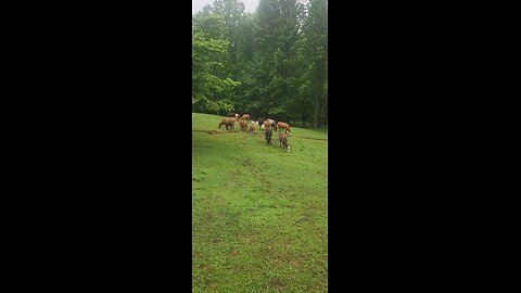 Cows and calves 2025.