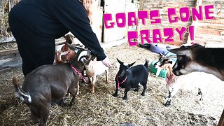We Found SOMETHING That Made OUR ANIMALS Go CRAZY!