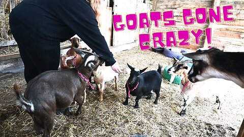We Found SOMETHING That Made OUR ANIMALS Go CRAZY!