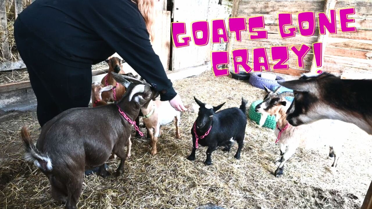 We Found SOMETHING That Made OUR ANIMALS Go CRAZY!
