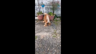 dog Animals pet cute entertainment film pet dogshow