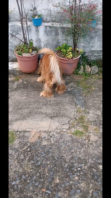 dog Animals pet cute entertainment film pet dogshow